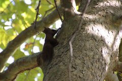 Pictur:Albena:Squirrel