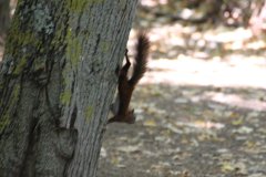 Pictur:Albena:Squirrel